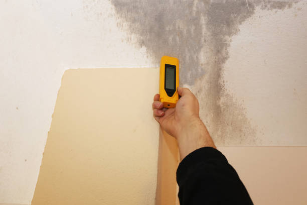 Best Crawl Space Mold Remediation  in Lake Shore, MN