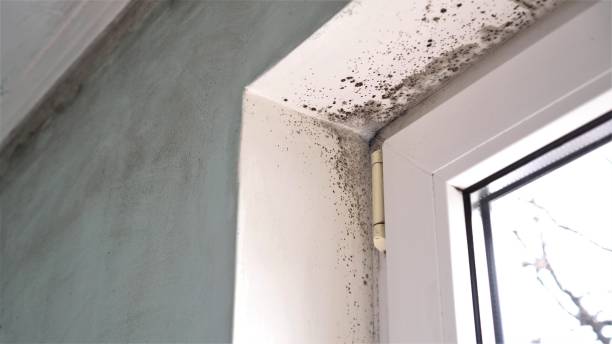 Best Black Mold Removal  in Lake Shore, MN