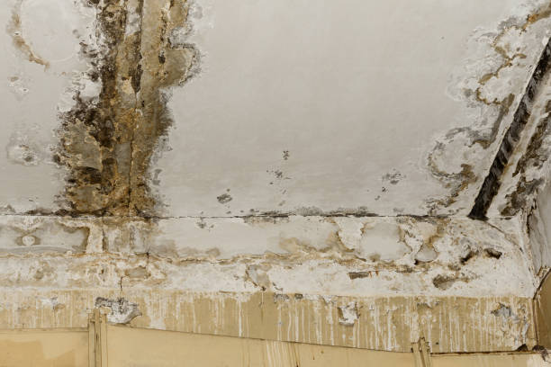  Lake Shore, MN Mold Removal Pros