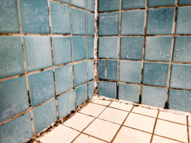 Professional Mold Removal in Lake Shore, MN